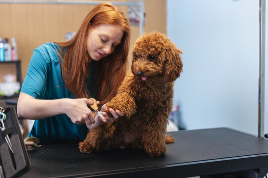 Professional pet groomer clipping poodle dog nails