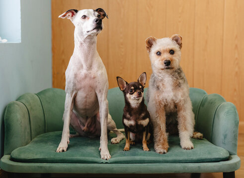 Three different breed dogs sitting together on green pet couch