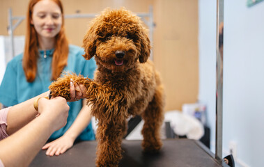 Poodle dog receiving professional nail trim at pet grooming salon © PintoArt