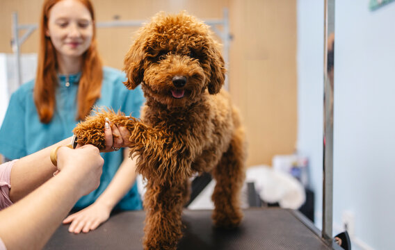Poodle dog receiving professional nail trim at pet grooming salon