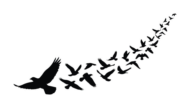 Black flying bird silhouettes in formation, flock of birds migrating vector illustration, soaring eagle and avian group isolated on white
