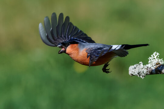 Dompfaff (Pyrrhula pyrrhula) M&auml;nnchen