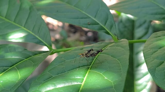 Two insects swaying in the wind
