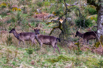 Damwild (Dama dama) © Rolf Müller