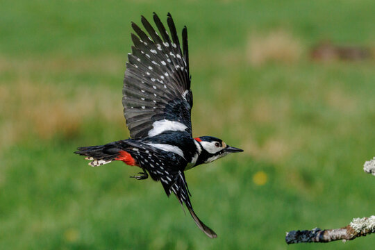 Buntspecht (Dendrocopos major) M&auml;nnchen