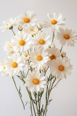 Fototapeta premium A beautiful bouquet of fresh white daisies in soft light