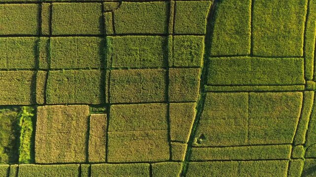 Aerial view of neatly divided rice fields in golden hues - 4K