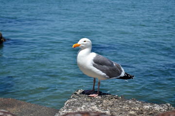 Naklejka premium Seagull standing on rock by ocean water