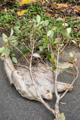 Fototapeta premium Three-toed sloth (Bradypus variegatus) lying on the road behind a fallen branch with baby on its belly. Refugio Nacional de Vida Silvestre Gandoca - Manzanillo, Costa Rica.