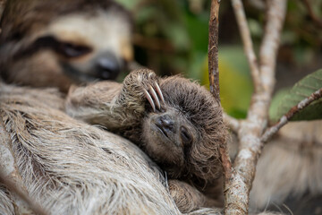 Fototapeta premium Close up of a baby three-toed sloth (Bradypus variegatus) scratching its eye while clinging to its mother. Manzanillo, Limon, Costa Rica.