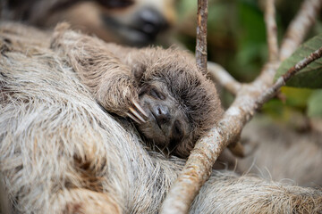 Fototapeta premium Close up of a baby three-toed sloth (Bradypus variegatus) scratching its face while clinging to its mother. Manzanillo, Limon, Costa Rica.