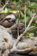 Fototapeta premium Close up of a cute baby three-toed sloth (Bradypus variegatus) resting on its mother's belly. Manzanillo, Limon, Costa Rica.