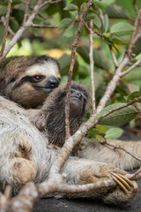 Fototapeta premium Close up of a cute baby three-toed sloth (Bradypus variegatus) resting on its mother's belly. Manzanillo, Limon, Costa Rica.
