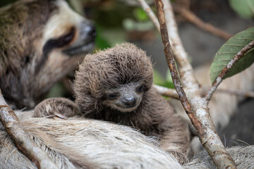 Fototapeta premium Close up of a cute baby three-toed sloth (Bradypus variegatus) resting on its mother's belly. Manzanillo, Limon, Costa Rica.
