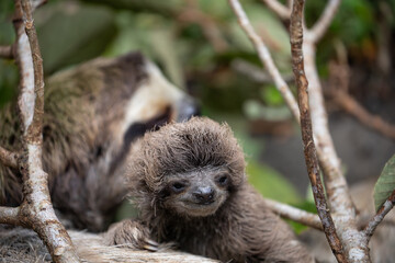 Fototapeta premium Close up of a cute baby three-toed sloth (Bradypus variegatus) resting on its mother's belly. Manzanillo, Limon, Costa Rica.