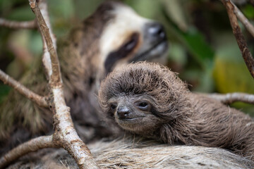 Fototapeta premium Close up of a cute baby three-toed sloth (Bradypus variegatus) resting on its mother's belly. Manzanillo, Limon, Costa Rica.