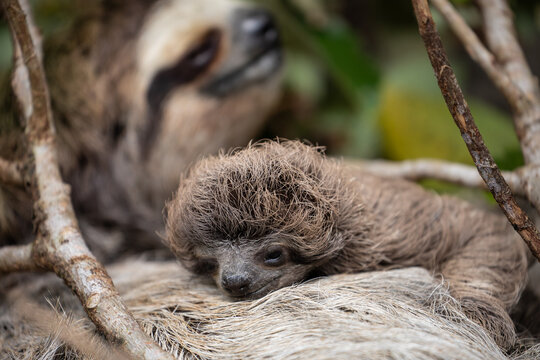 Close up of a cute baby three-toed sloth (Bradypus variegatus) resting on its mother's belly. Manzanillo, Limon, Costa Rica.