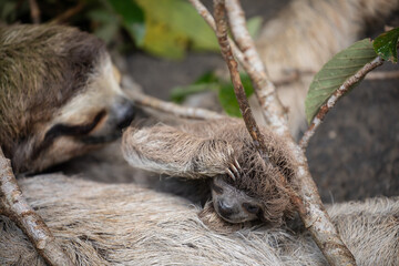 Fototapeta premium Close up of a cute baby three-toed sloth (Bradypus variegatus) resting on its mother's belly. Manzanillo, Limon, Costa Rica.