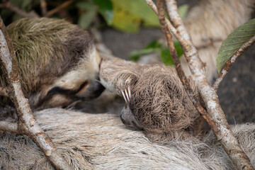 Fototapeta premium Close up of a cute baby three-toed sloth (Bradypus variegatus) resting on its mother's belly. Manzanillo, Limon, Costa Rica.