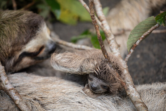 Close up of a cute baby three-toed sloth (Bradypus variegatus) resting on its mother's belly. Manzanillo, Limon, Costa Rica.