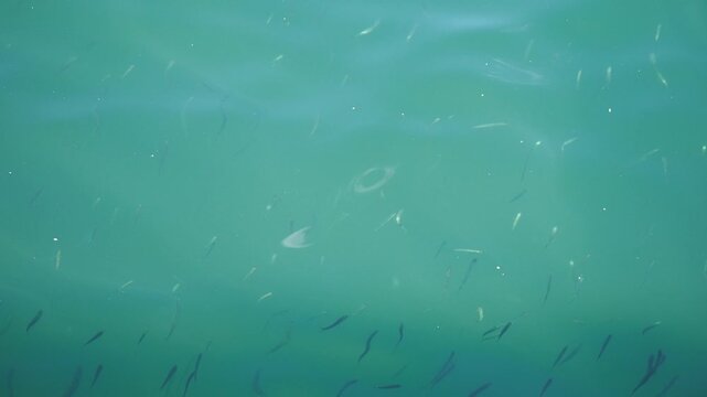 Fish swimming in clear water at noon