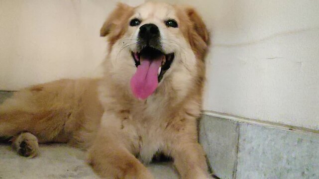 Happy Golden Dog Lying in Corner With Mouth Open and Tongue Out