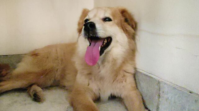 Fluffy Golden Retriever Mix Dog Panting Happily in Home Corner