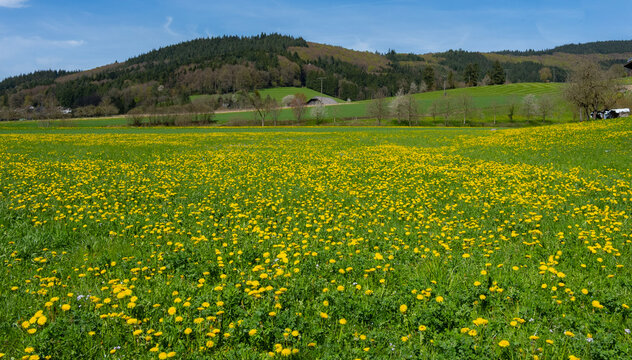 Fr&uuml;hling im Schuttertal im Schwarzwald