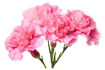 Fototapeta premium Carnations flower carnation blossom.