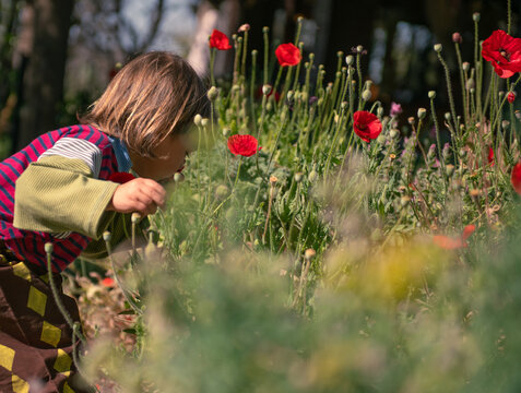 Child Discovering Wild Poppy Flowers in Dreamy Garden