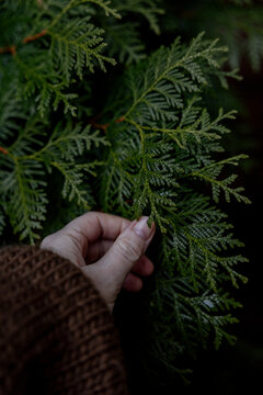 Hand gently touching green leaves