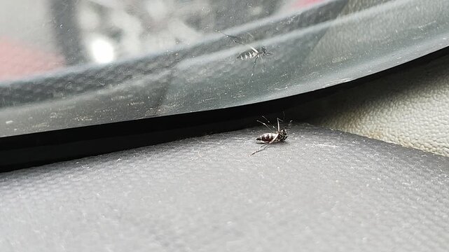 Two Aedes Aegypti Mosquitoes Dead and Alive on Gray Surface Video