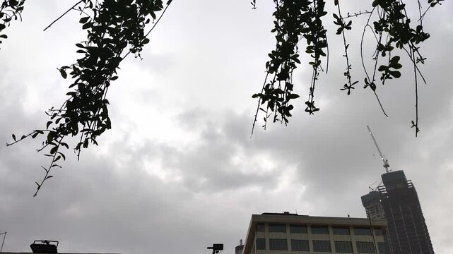 Cloudy Overcast Sky with Hanging Tree Branches and City Building Video