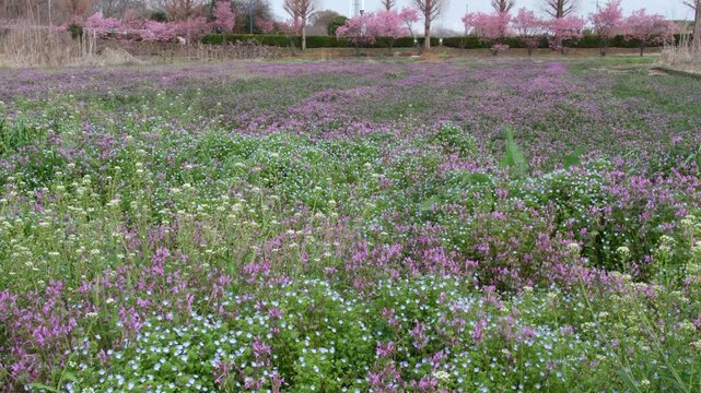 花畑のハナモモ