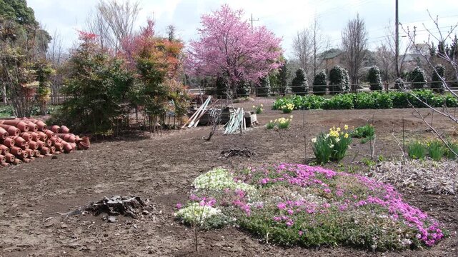 花畑のシバサクラ