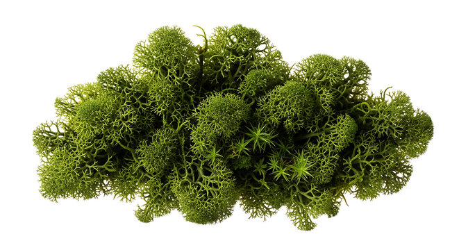 Reindeer Moss A Detailed Close-Up View of the Lush Green Cladonia Lichen