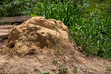 Fototapeta premium A large earthen termite mound stands prominently amidst lush green wild grass
