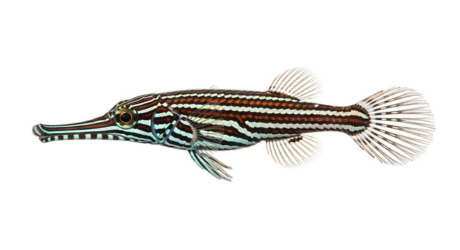 Illustration of a slender, striped fish with a long snout and fins, set against a white background