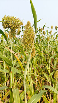 sorghum or jowar plants at agriculture field