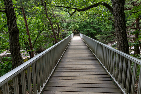 wooden bridge in the forest