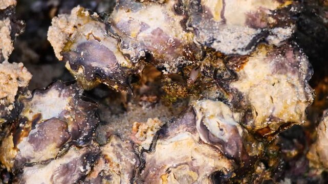 A high angle close-up of several oysters attached to a rock during a low tide in a beach on a sunny day.