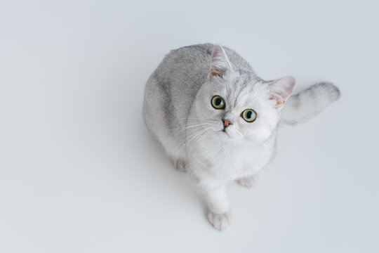 Silver Cat Images – Browse 71,168 Stock Photos, Vectors, and Video