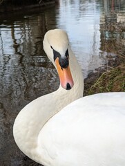 white swan bird head beak © Muggsy_White