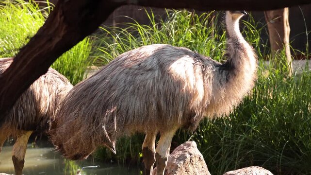 Emu birds walking and foraging near pond in natural wildlife habitat area.