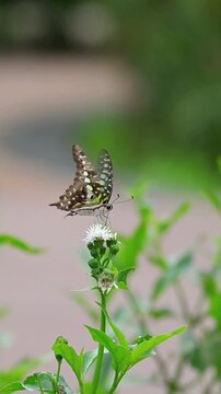 Tailed Jay green butterfly feeding on small white flower in garden, soft green bokeh background, peaceful nature scene in slow motion vertical video for social media with copy space