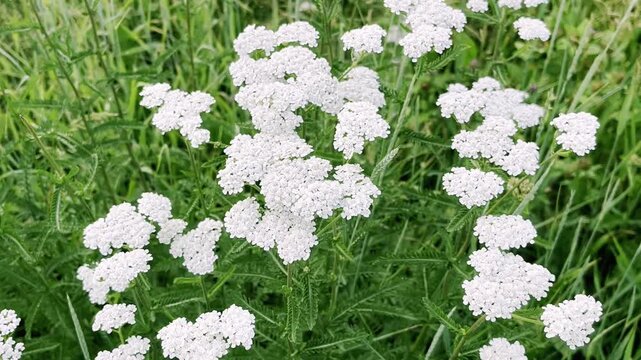 white yarrow flowers growing on the lawn. cultivation and collection of medical plants concept	