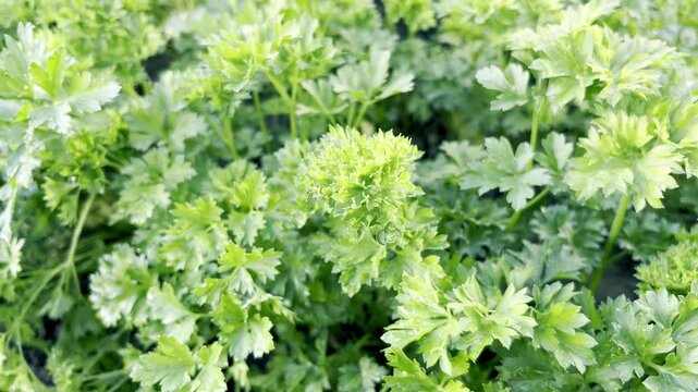 fresh parsley grows in the garden close up	