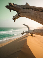 Naklejka premium Atmospheric Nature Sand Dune Textures at Golden Hour