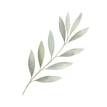 A minimalist watercolor illustration of a single olive branch with grey-green leaves and a curved stem on a white background. Concept of organic simplicity