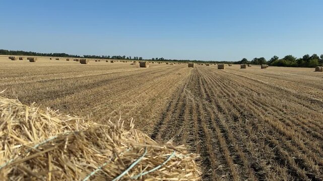 Harvested wheat field with hay bales in a rural agricultural landscape. 
Dry golden stubble rows stretching across farmland under clear blue sky, with round straw bales scattered in the distance